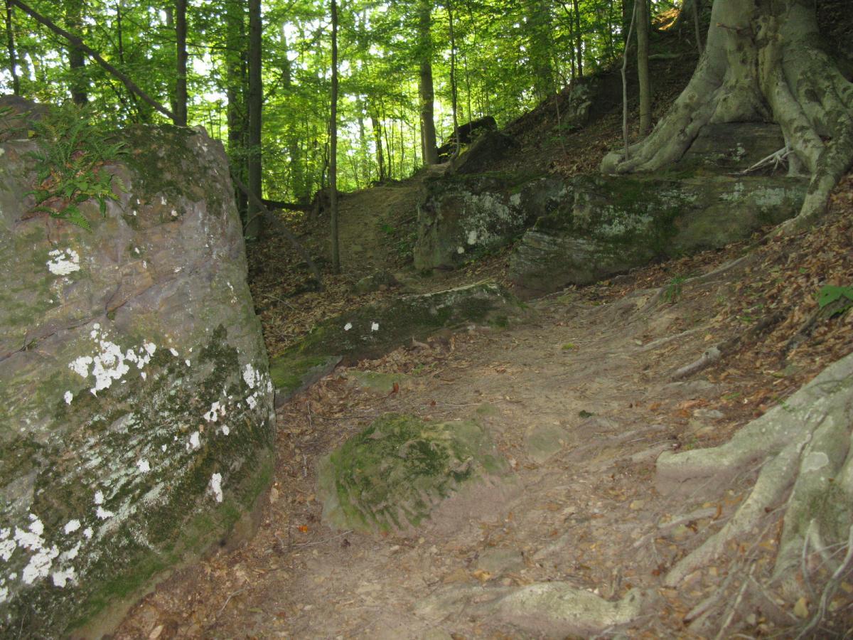 A forest path showing large, moss-covered rocks and tree roots, surrounded by lush green foliage. The ground is sandy and uneven, indicating frequent foot traffic through the natural setting. Strouds Run State Park mountain bike trail.
