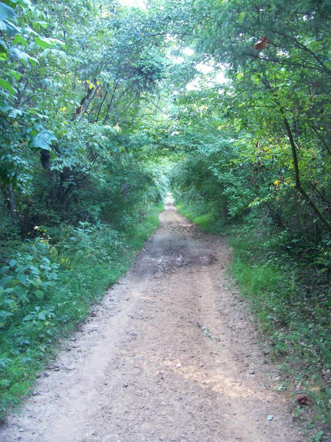 A dirt path winding through a lush green forest, flanked by dense trees and foliage, creating a natural tunnel effect. The path is slightly moist, indicating recent weather, and leads into the distance where it narrows between the trees. Green River mountain bike trail.