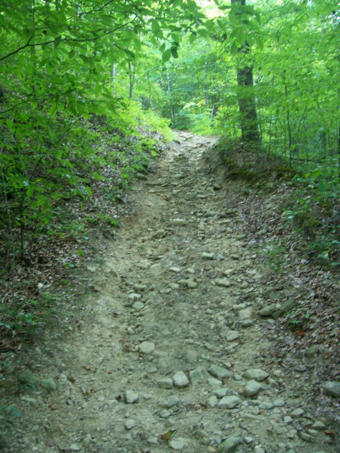 A rugged, winding dirt path lined with green foliage and trees, featuring a rocky terrain that leads uphill through a forested area. Green River mountain bike trail.