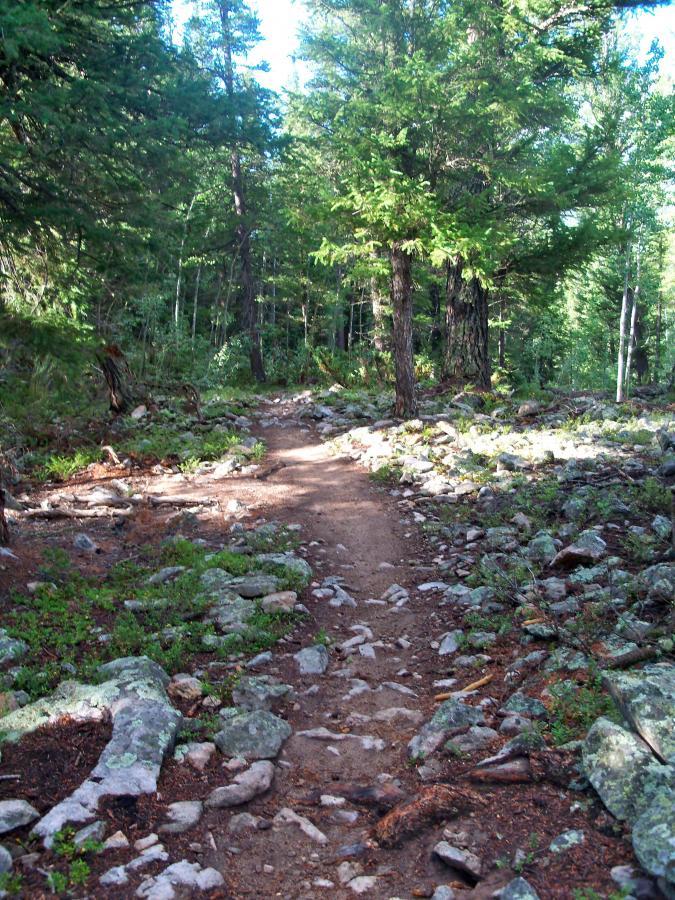 A winding dirt path surrounded by dense greenery and rocky terrain in a forested area. Tall trees provide dappled sunlight along the trail, which is partially covered with small stones and scattered foliage. Whestone Vista mountain bike trail.