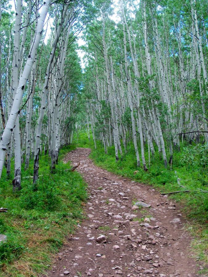 A winding dirt path surrounded by tall aspen trees, with lush green grass and scattered rocks along the trail, leading into a serene forest setting. Strand Hill mountain bike trail.