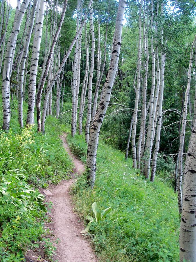 A winding dirt path lined with lush green grass and wildflowers, surrounded by tall white aspen trees with distinctive black markings, in a serene forest setting. Strand Hill mountain bike trail.