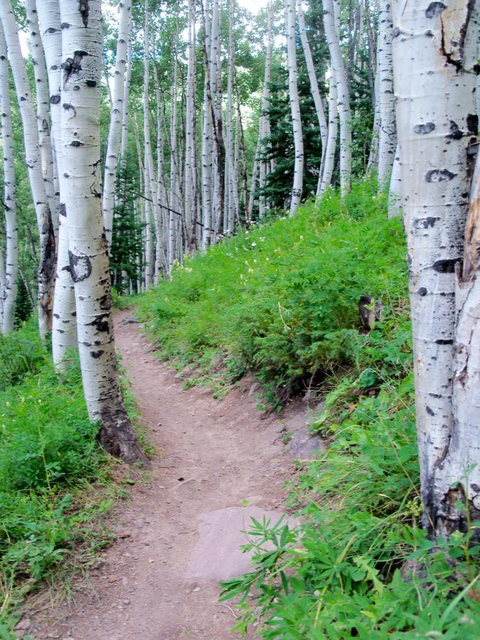 A dirt path meanders through a lush forest of tall white birch trees, surrounded by vibrant green vegetation. Sunlight filters through the leaves, creating a serene and tranquil atmosphere. Strand Hill mountain bike trail.