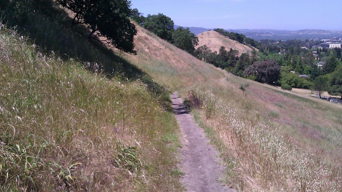 A narrow dirt path winding through tall grass and wildflowers on a hillside, with trees in the background and distant hills under a clear blue sky. Shell Ridge Open Space mountain bike trail.