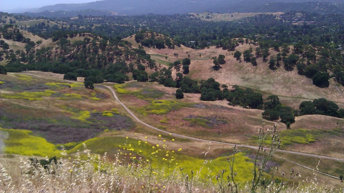 A scenic view of rolling hills covered in patches of green and yellow grass, with a winding dirt path cutting through the landscape. Sparse trees dot the hillsides, and the distant mountains are lightly shrouded in haze under a clear sky. Shell Ridge Open Space mountain bike trail.