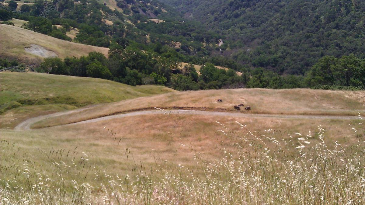 A scenic view of rolling hills covered in dry grass, with a winding dirt path meandering through the landscape. In the background, a dense forest of green trees contrasts with the golden hues of the dry grass. The terrain is gently sloping, suggesting a peaceful, natural setting. Sunol Regional Wilderness mountain bike trail.