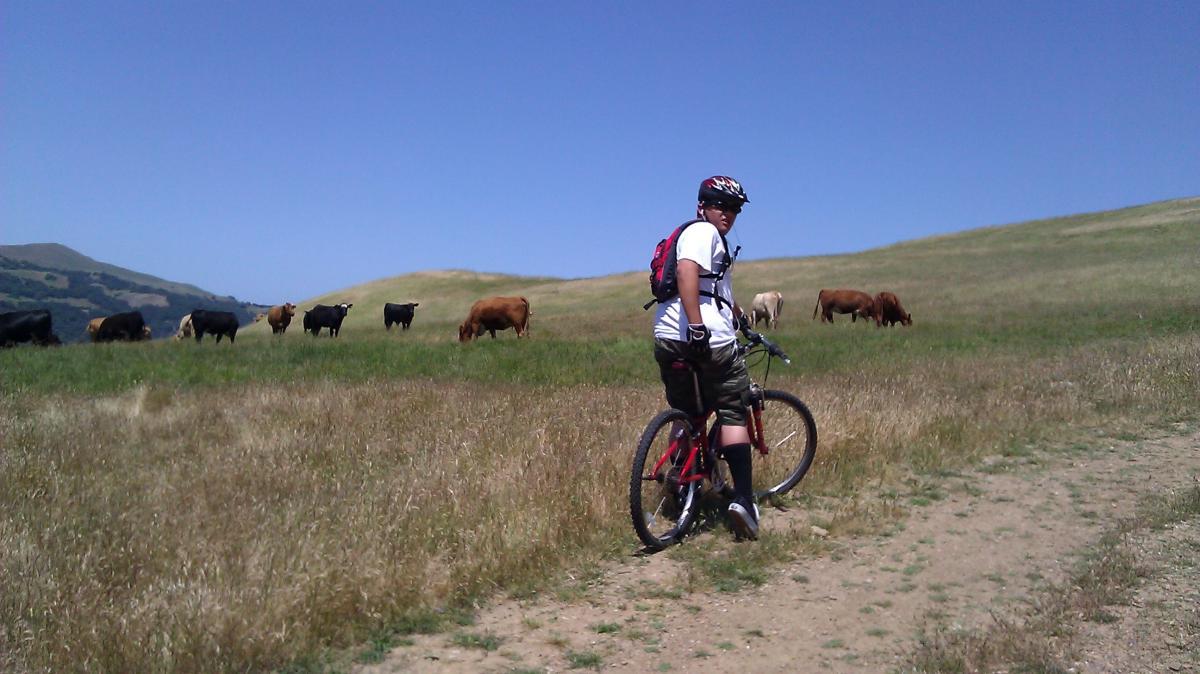 A person on a mountain bike stopped on a grassy trail, looking back at a herd of cows grazing in the background under a clear blue sky. The scene captures a rural landscape with rolling hills. Sunol Regional Wilderness mountain bike trail.