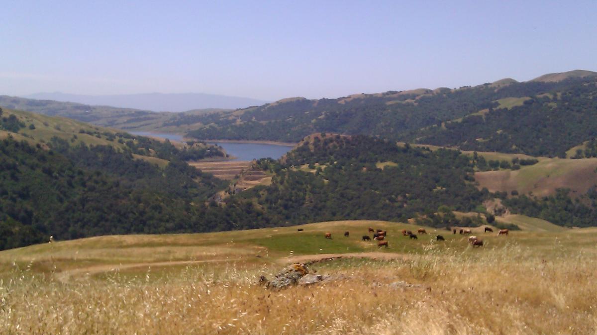 A scenic view of rolling green hills and a lake, with a herd of cows grazing in a grassy field. The landscape is dotted with trees and has a clear blue sky in the background. The hills rise gently in the distance, creating a tranquil and picturesque rural setting. Sunol Regional Wilderness mountain bike trail.