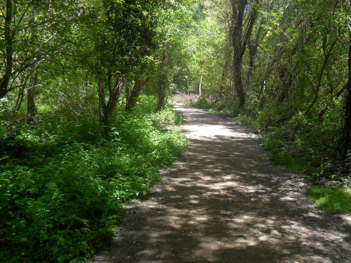A serene dirt path winding through a lush, green forest, shaded by tall trees and surrounded by vibrant foliage. Sunlight filters through the leaves, creating dappled patterns on the ground along the trail. Anthony Chabot Regional Park mountain bike trail.