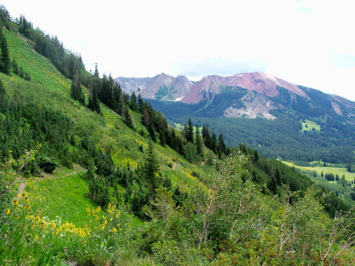 A vibrant landscape featuring rolling green hills with clusters of pine trees, interspersed with patches of wildflowers. In the distance, majestic mountains rise, showcasing rugged peaks with a hint of snow. The sky is overcast, adding a soft light to the scene. Trail 401 mountain bike trail.