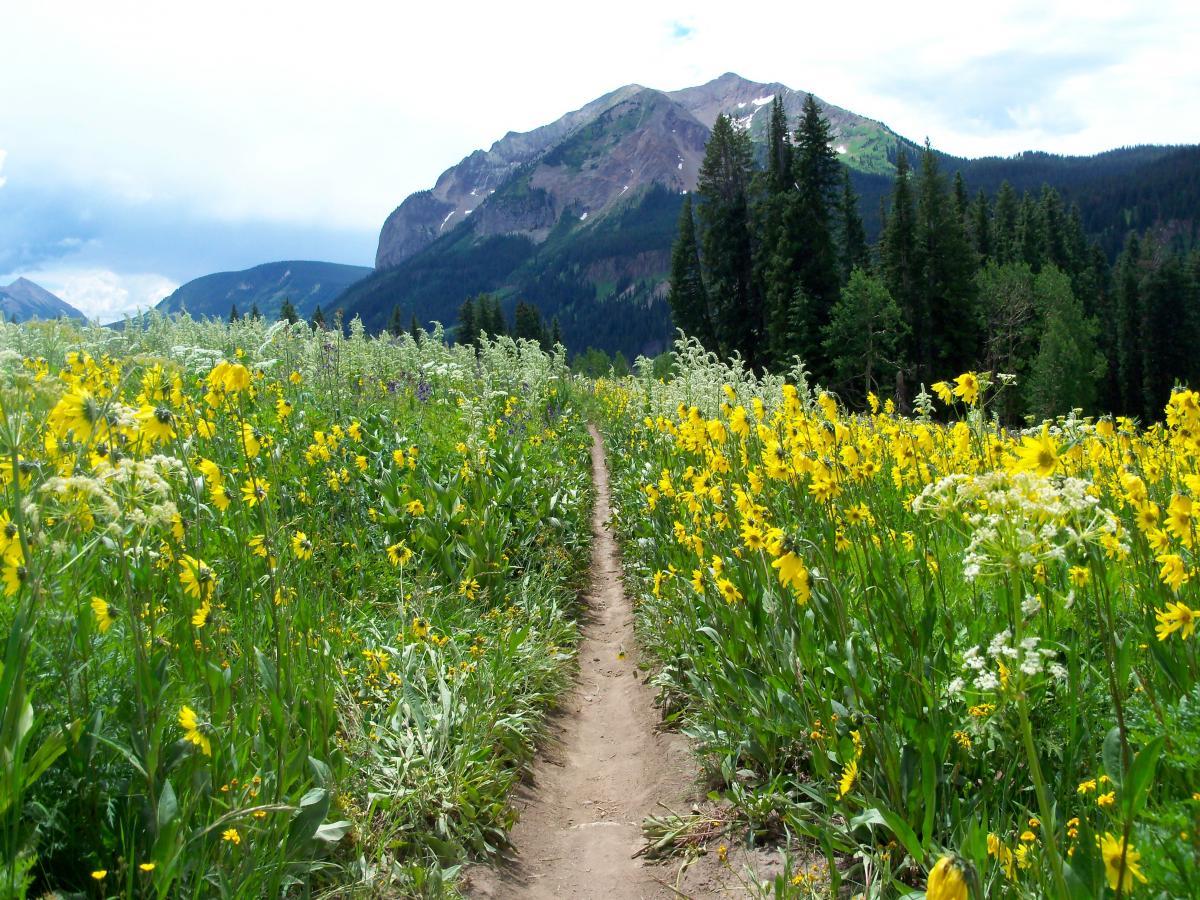 A dirt path winds through a vibrant field of wildflowers, predominantly yellow, with a backdrop of lush green trees and a mountainous landscape under a partly cloudy sky. Trail 401 mountain bike trail.