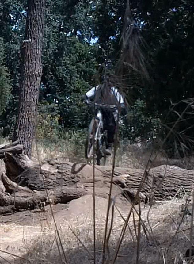 A person riding a mountain bike over a log in a wooded area, surrounded by trees and tall grass. Ripon Riding Spot mountain bike trail.