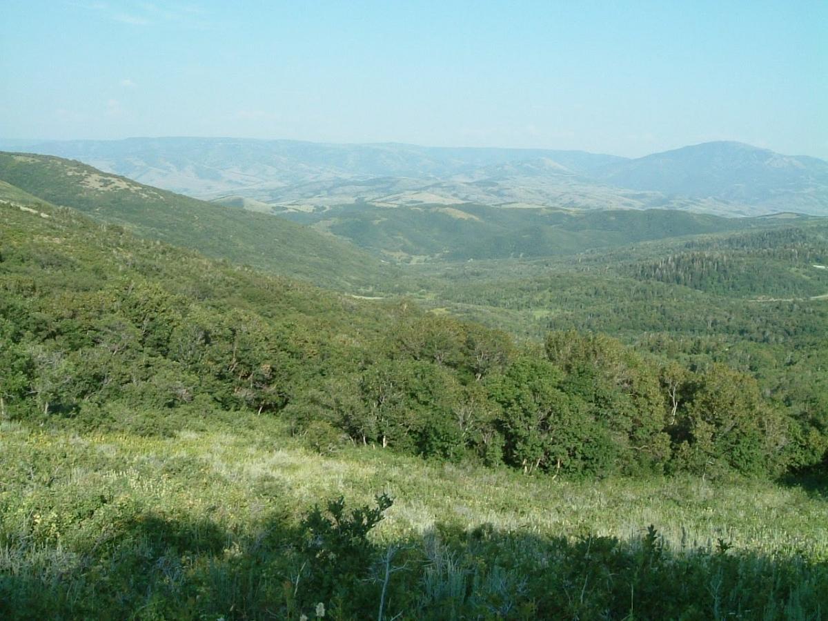 A panoramic view of a lush green valley surrounded by rolling hills and distant mountains under a clear blue sky. The landscape is filled with trees and low vegetation, showcasing a rich diversity of flora. Sardine Peak Loop mountain bike trail.