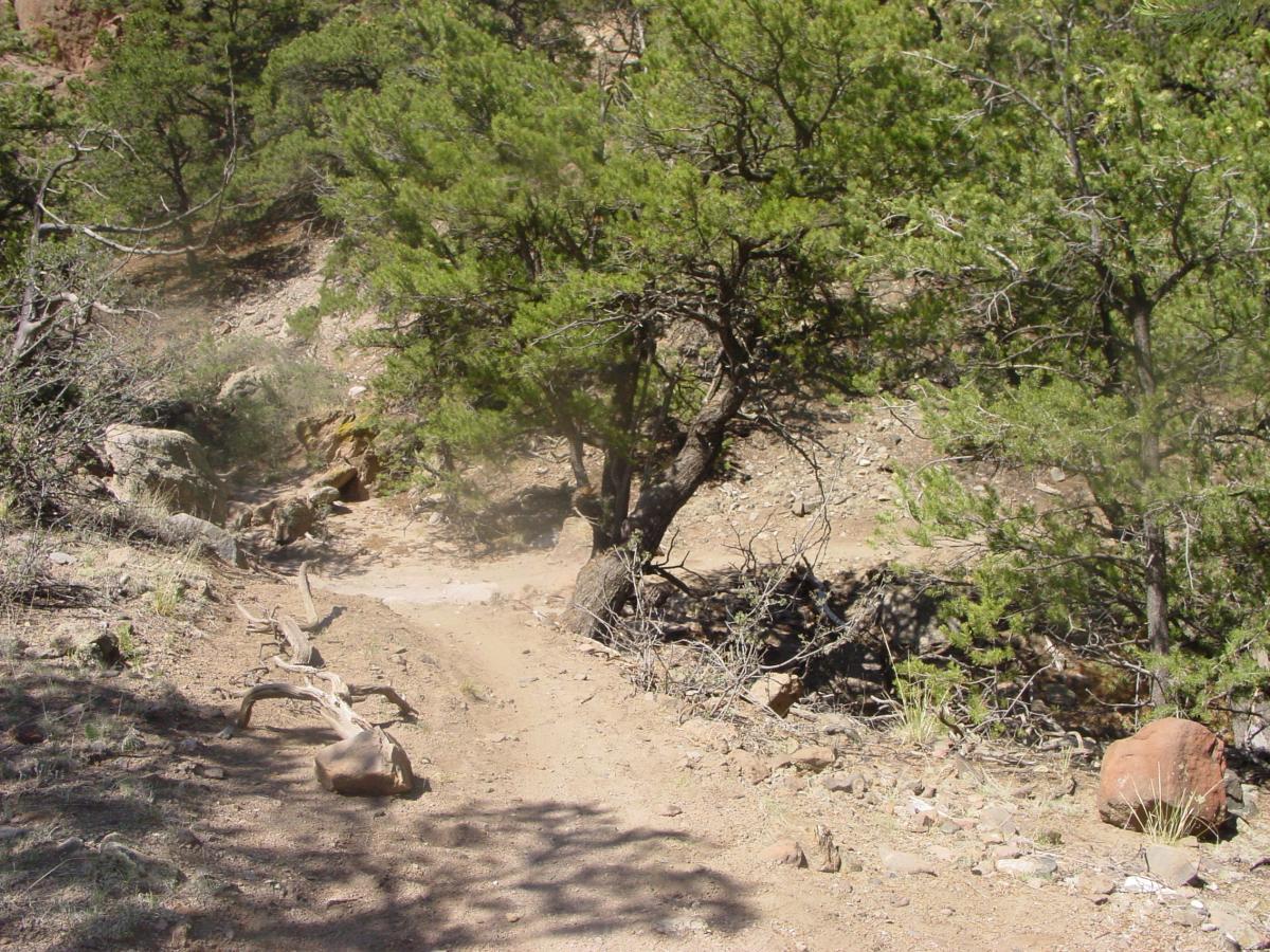 A dirt path winding through a wooded area, lined with green trees and scattered rocks. Sunlight filters through the foliage, casting shadows on the ground. A fallen branch is visible on the pathway. Arkansas Hills mountain bike trail.