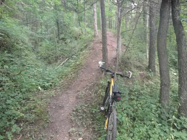 A mountain bike is leaning against a tree along a narrow dirt trail surrounded by dense greenery and trees in a forested area. Dunning's Spring mountain bike trail.