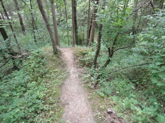 Narrow dirt path winding through a lush green forest, flanked by tall trees and dense underbrush. Dunning's Spring mountain bike trail.