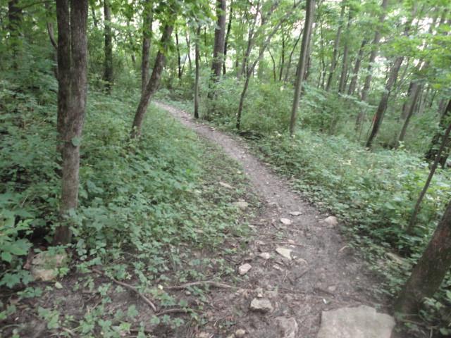 A winding dirt path through a dense green forest, bordered by trees and thick underbrush, with scattered rocks along the trail. Palisades Park mountain bike trail.