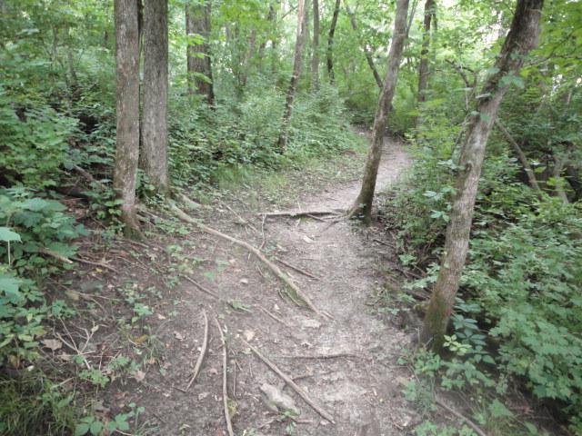 A dirt trail winding through a dense forest, surrounded by tall trees and lush greenery. The path is slightly uneven with exposed roots and a gentle curve, leading deeper into the woods. Palisades Park mountain bike trail.