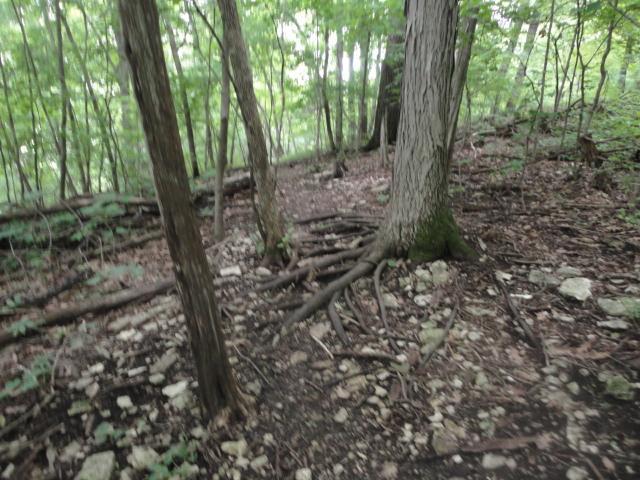 A forest scene showing a winding dirt path surrounded by trees. The ground is covered with rocks and tree roots, with dense green foliage in the background. Natural light filters through the leaves, creating a serene woodland atmosphere. Palisades Park mountain bike trail.