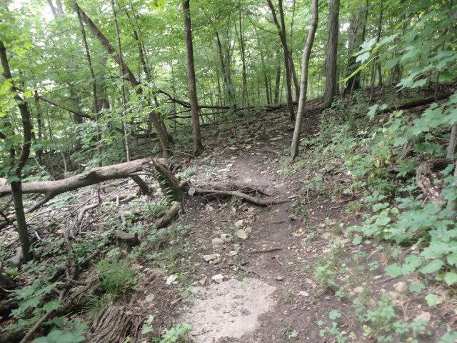 A narrow dirt path winding through a dense forest, surrounded by green foliage, trees, and scattered rocks. Fallen branches and foliage are present along the trail, indicating a natural and slightly rugged terrain. Palisades Park mountain bike trail.