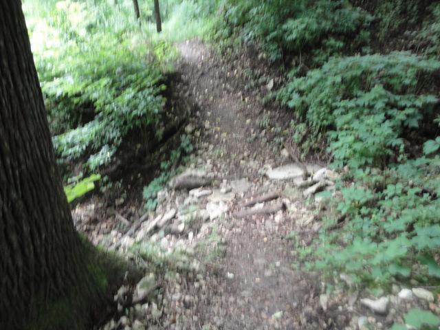 A winding dirt trail surrounded by lush green foliage and trees. The path shows some rocky sections and is slightly elevated on one side, leading deeper into a wooded area. Palisades Park mountain bike trail.