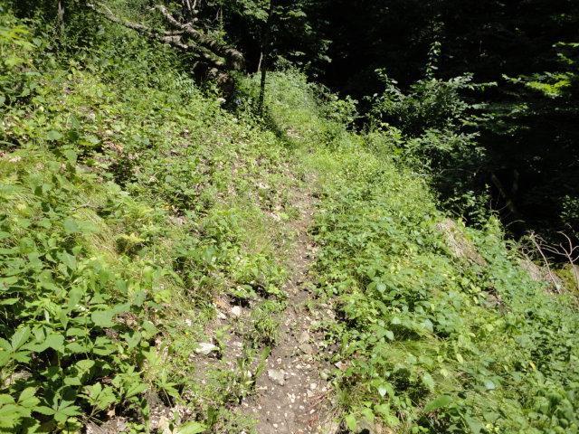 Narrow dirt trail surrounded by lush green foliage and undergrowth, leading through a forested area. Palisades Park mountain bike trail.