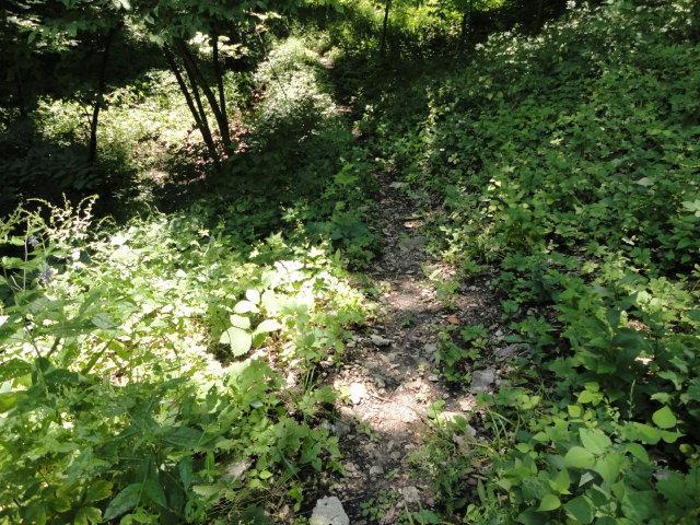 A narrow dirt path winding through a lush, green landscape, surrounded by dense undergrowth and dappled sunlight filtering through trees. Palisades Park mountain bike trail.