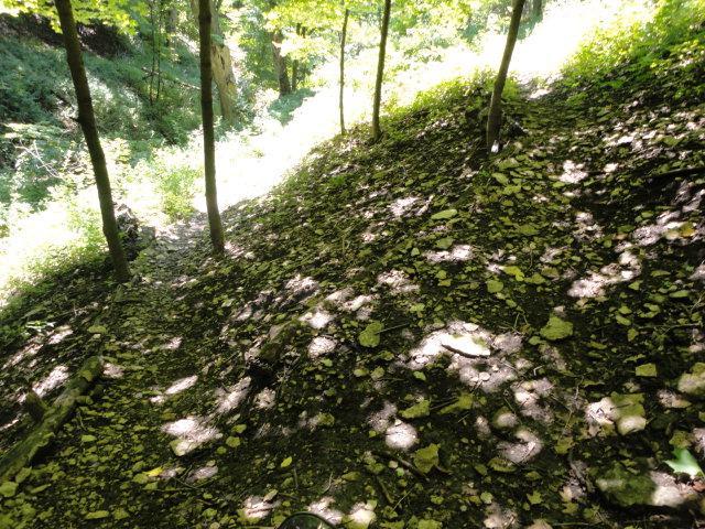 A sun-dappled forest path covered with fallen leaves and rocky terrain, surrounded by tall trees and lush greenery. Bright areas of sunlight filter through the leaves, creating a contrast of light and shadow on the ground. Palisades Park mountain bike trail.