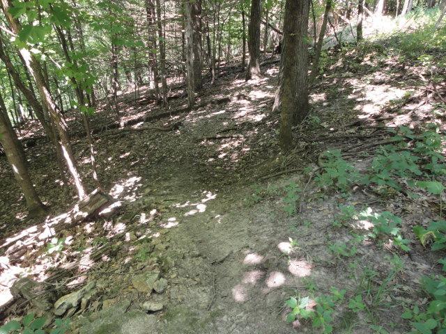 A narrow dirt path winding through a forest, with sunlight filtering through the trees and creating patches of light and shade on the ground. Surrounding the path are various plants and fallen leaves, contributing to the natural ambiance of the woodland setting. Palisades Park mountain bike trail.