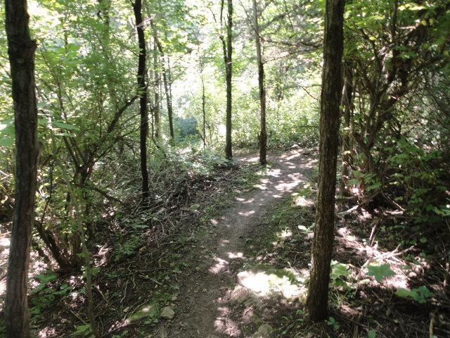 A shaded pathway winding through a dense forest of trees and bushes, with sunlight filtering through the foliage, creating a peaceful and natural scene. Van Peenen - Blue/black Trails mountain bike trail.