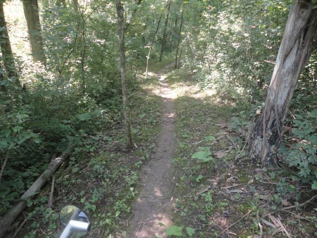 A narrow dirt path winding through a lush green forest, with tall trees and dense underbrush on either side. Sunlight filters through the leaves, creating a serene and inviting atmosphere for hiking or exploring nature. Van Peenen - Blue/black Trails mountain bike trail.