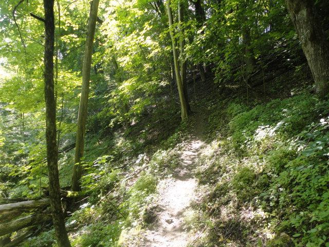 A winding dirt path through a lush green forest, illuminated by sunlight filtering through the trees, with rich foliage on either side. Van Peenen - Blue/black Trails mountain bike trail.