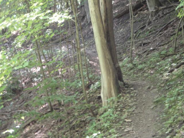 A narrow trail winding through a lush forest, flanked by trees and dense greenery. A prominent tree trunk stands to the left of the path, surrounded by scattered leaves and underbrush. Sunlight filters through the foliage, creating a serene and natural atmosphere. Van Peenen - Blue/black Trails mountain bike trail.