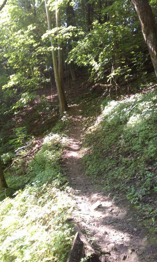 A narrow, winding dirt path through a lush green forest, surrounded by tall trees and dense foliage. Sunlight filters through the leaves, illuminating patches of the trail and creating a serene atmosphere. Van Peenen - Blue/black Trails mountain bike trail.