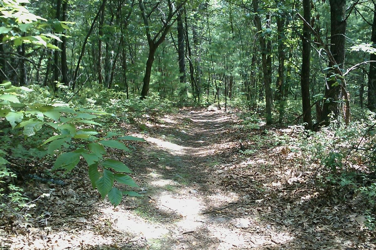 A winding dirt path through a lush green forest, surrounded by trees and undergrowth. Sunlight filters through the leaves, casting dappled shadows on the ground, with fallen leaves scattered along the trail. Landlocked Forest mountain bike trail.