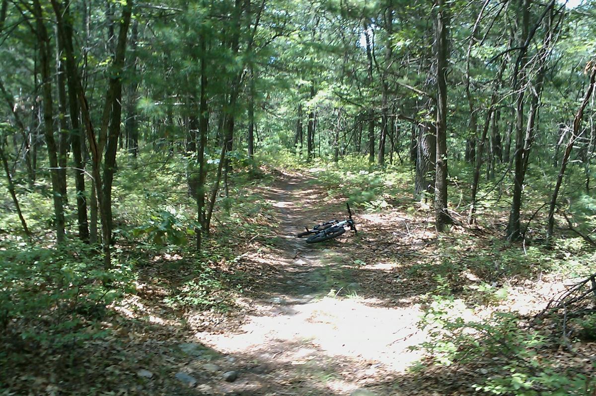 A narrow trail winding through a lush, green forest, with sunlight filtering through the trees. In the foreground, a bicycle is lying on its side on the path, surrounded by fallen leaves and vegetation. The scene evokes a sense of tranquility and adventure in nature. Landlocked Forest mountain bike trail.