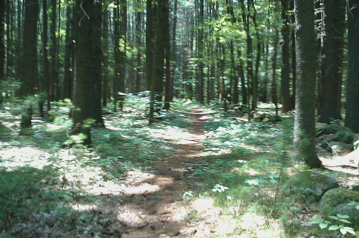 A peaceful forest scene featuring a dirt path winding through tall trees, with sunlight filtering through the leaves. The ground is covered in green foliage and patches of sunlight, creating a serene atmosphere. Landlocked Forest mountain bike trail.