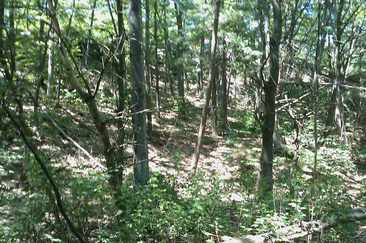A sunlit forest scene featuring a variety of trees, dense foliage, and a natural, wooded terrain with scattered branches and underbrush. Horn Pond mountain bike trail.