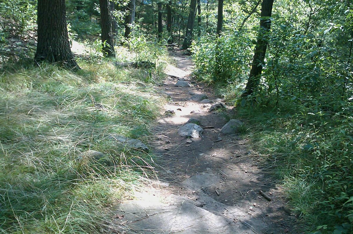 A narrow, winding hiking trail surrounded by tall trees and lush greenery, with patches of sunlight illuminating the rocky path and the grass on either side. Middlesex Fells Reservation mountain bike trail.