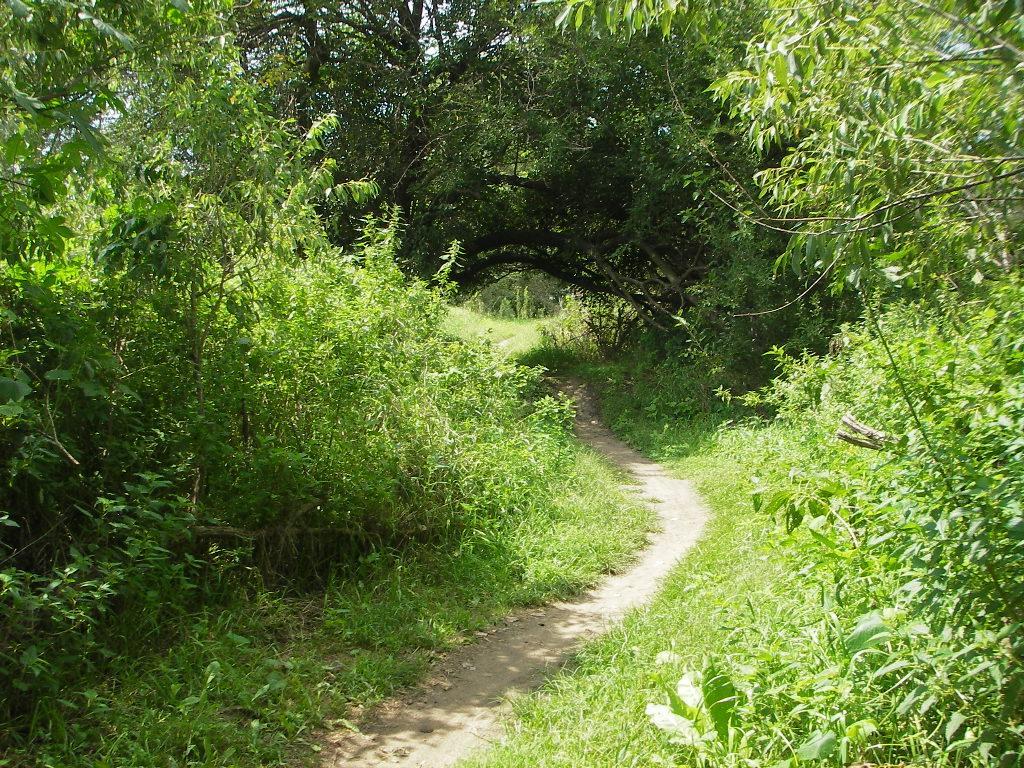A narrow dirt path winding through lush greenery, with overhanging branches creating a natural archway. The sunlight filters through the trees, illuminating the vibrant foliage on either side of the trail. Tranquility mountain bike trail.