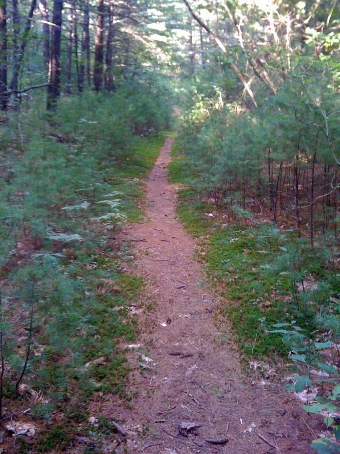 A narrow dirt path winding through a forest, lined with low green vegetation and sunlight filtering through the trees above. Pine needles and small twigs cover the ground alongside the trail. Rocky Woods mountain bike trail.