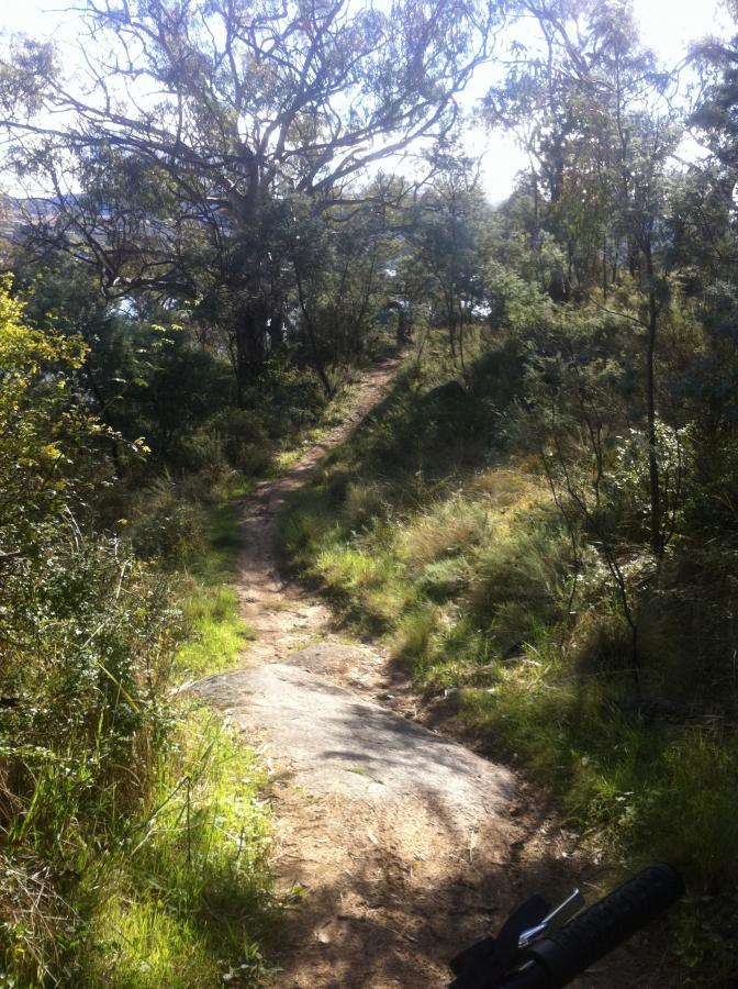 A winding dirt path surrounded by lush greenery, tall trees, and scattered rocks, leading through a forested area on a sunny day. The path narrows and disappears into the distance, inviting exploration. Sunshine filters through the leaves, highlighting the vibrant natural scenery. Tyrolean Village Loop mountain bike trail.