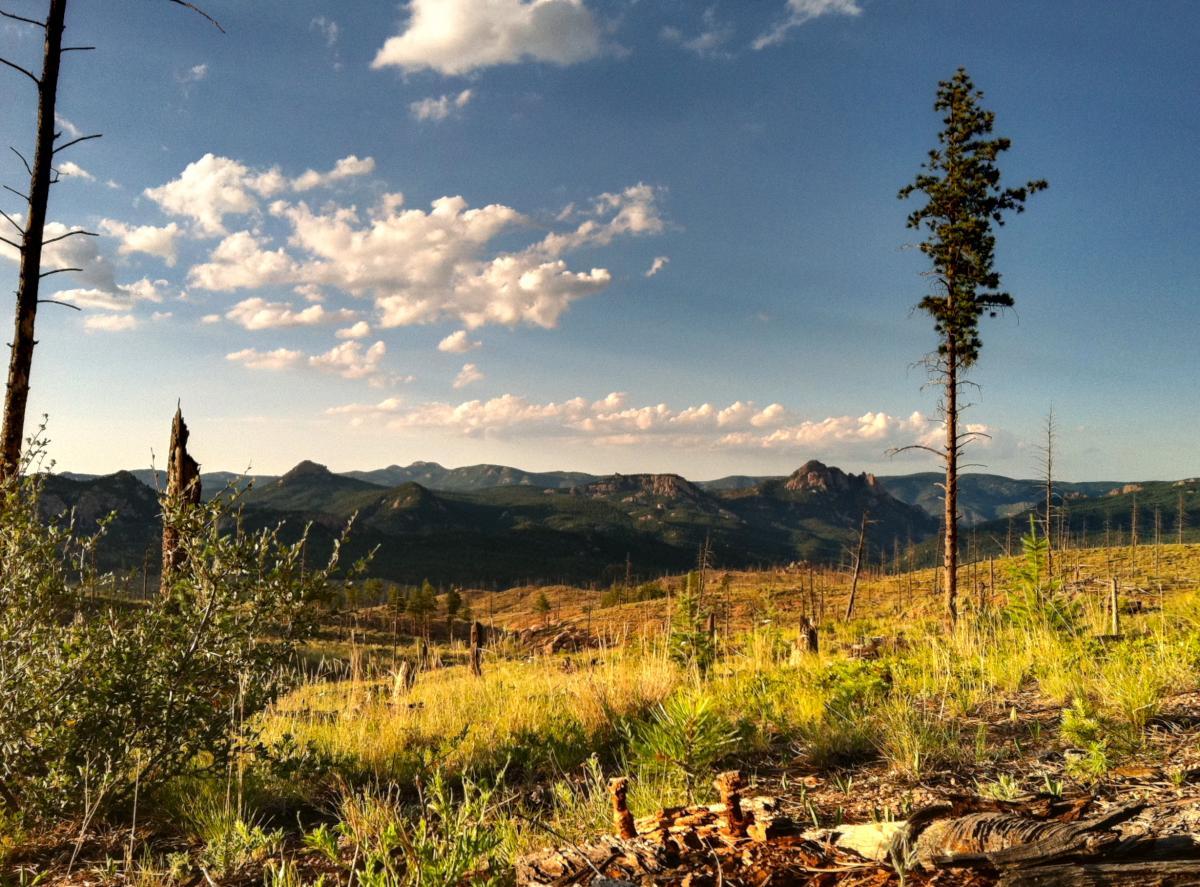 A panoramic view of a mountainous landscape featuring rolling hills and a clear blue sky with fluffy clouds. In the foreground, there are patches of grass, shrubs, and a few dead trees, while in the distance, rocky peaks rise against the horizon, showcasing the natural beauty of the area. Colorado Trail: Morrison Creek / Lunar Loop mountain bike trail.