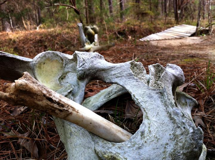 A close-up view of large, weathered bones lying on the forest floor, surrounded by pine needles. In the background, a wooden path leads through the trees, hinting at a natural, outdoor setting. Mt. Zion Bike Trails mountain bike trail.