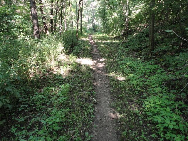 A narrow dirt trail winding through a lush, green forest, surrounded by trees and dense underbrush. Sunlight filters through the leaves, casting dappled light on the pathway. Van Peenen - Blue/black Trails mountain bike trail.