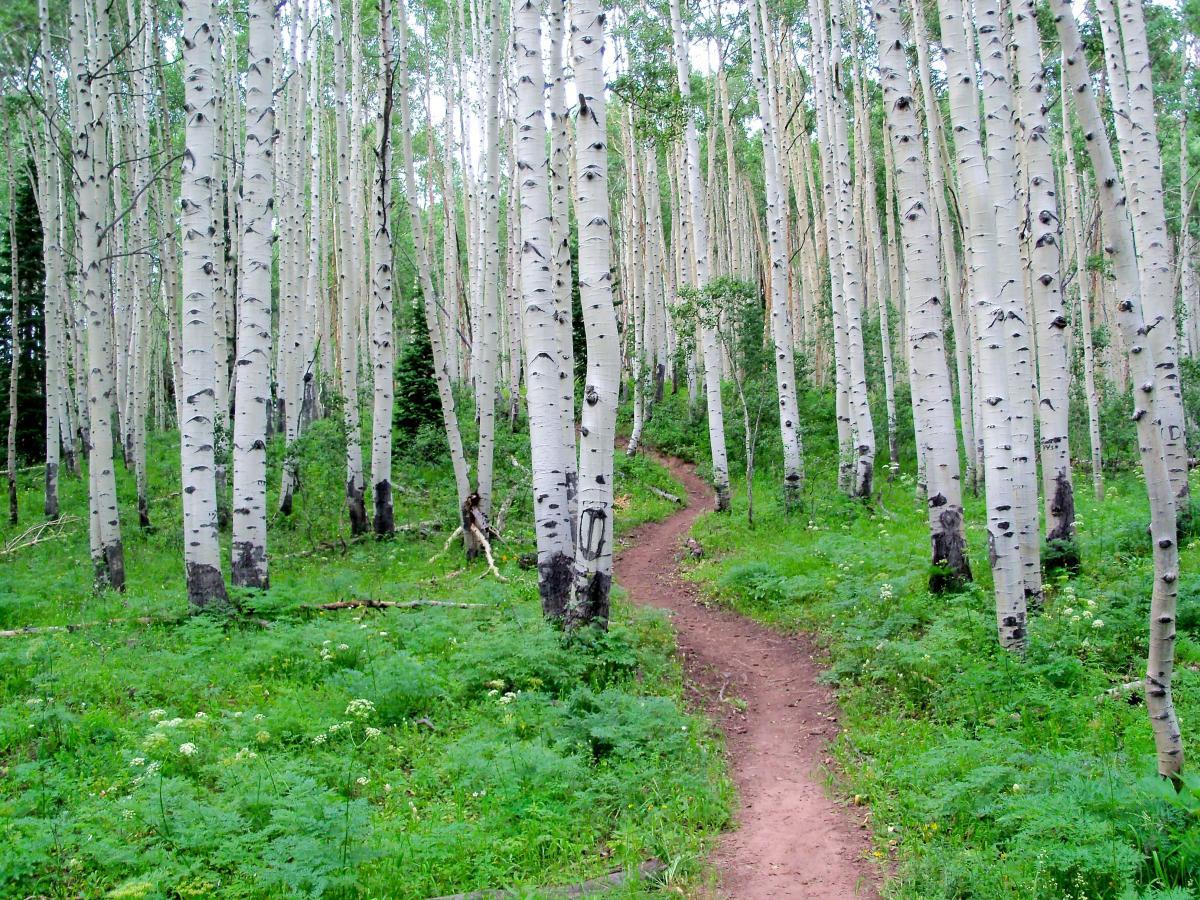 A serene forest scene featuring tall, white-barked aspen trees with green foliage. A winding dirt path gently curves through the lush undergrowth, inviting exploration in a peaceful natural setting. Dyke mountain bike trail.