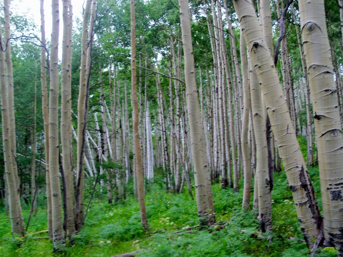 A dense grove of tall, slender trees with light-colored bark, surrounded by lush green undergrowth. The trees are spaced closely together, creating a serene and tranquil forest atmosphere. Dyke mountain bike trail.