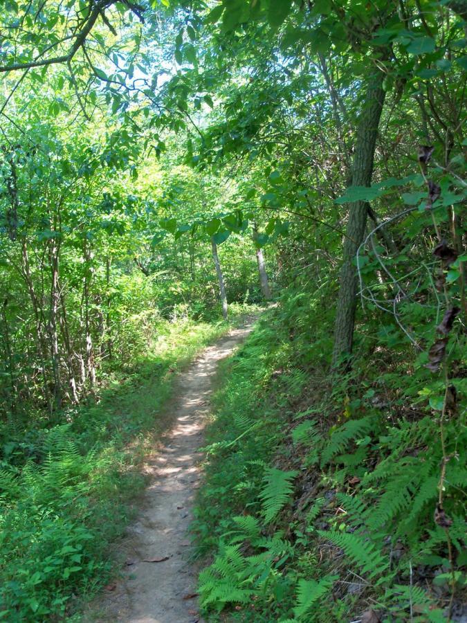A narrow dirt path winding through lush greenery, surrounded by trees and ferns, under bright sunlight. Brush Creek mountain bike trail.