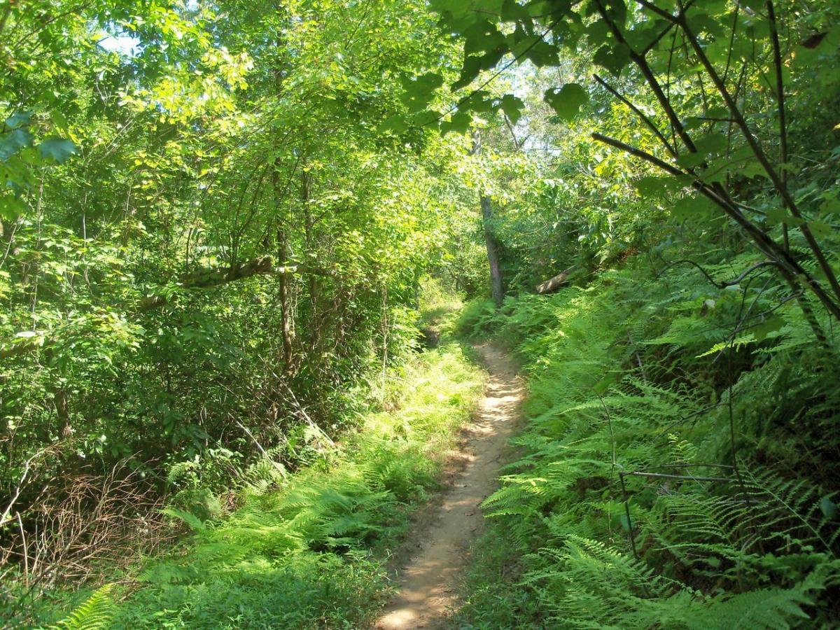 A narrow dirt trail winding through a lush green forest, flanked by vibrant ferns and dense foliage under a clear blue sky. Brush Creek mountain bike trail.