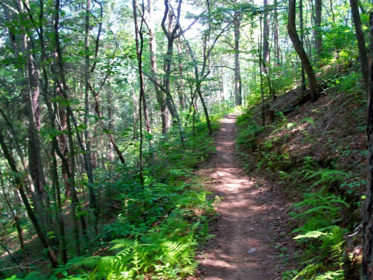A winding dirt path through a lush green forest, surrounded by tall trees and ferns, with dappled sunlight filtering through the leaves. Brush Creek mountain bike trail.
